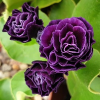 Primula auricula 'Judith Borman'